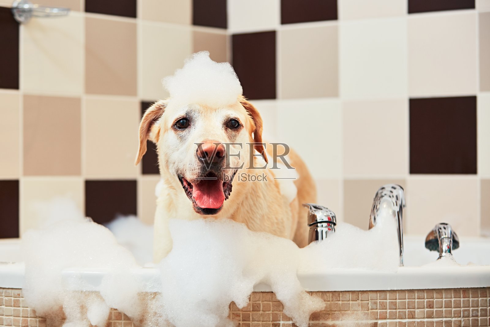 狗在洗澡照片摄影图片