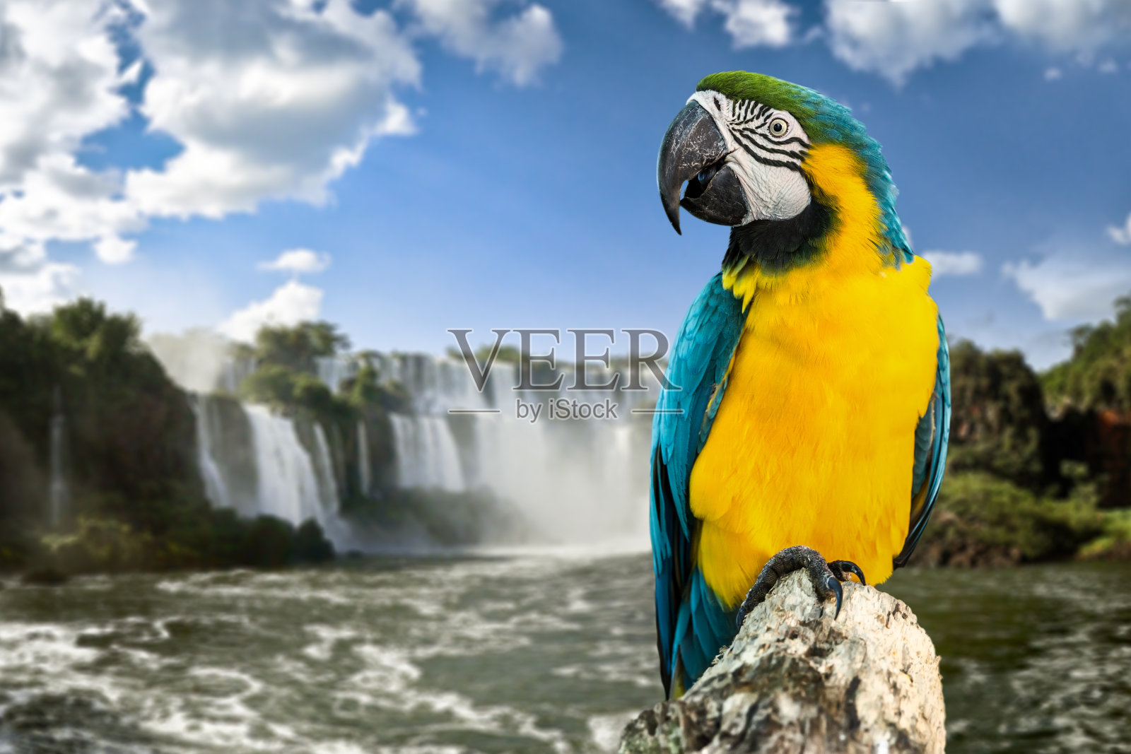 蓝色和黄色金刚鹦鹉的自然照片摄影图片