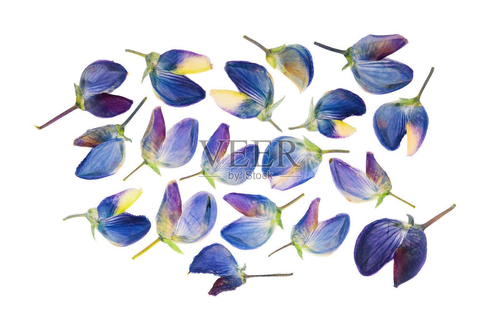 孤立的蓝色羽扇豆的一组压榨和干花照片摄影图片