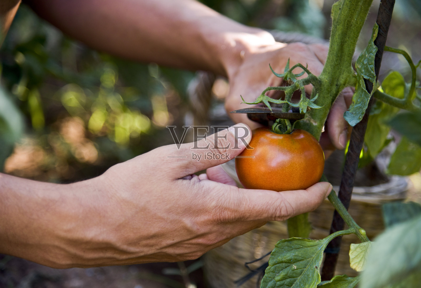 一个年轻人从植物中摘了一个西红柿照片摄影图片