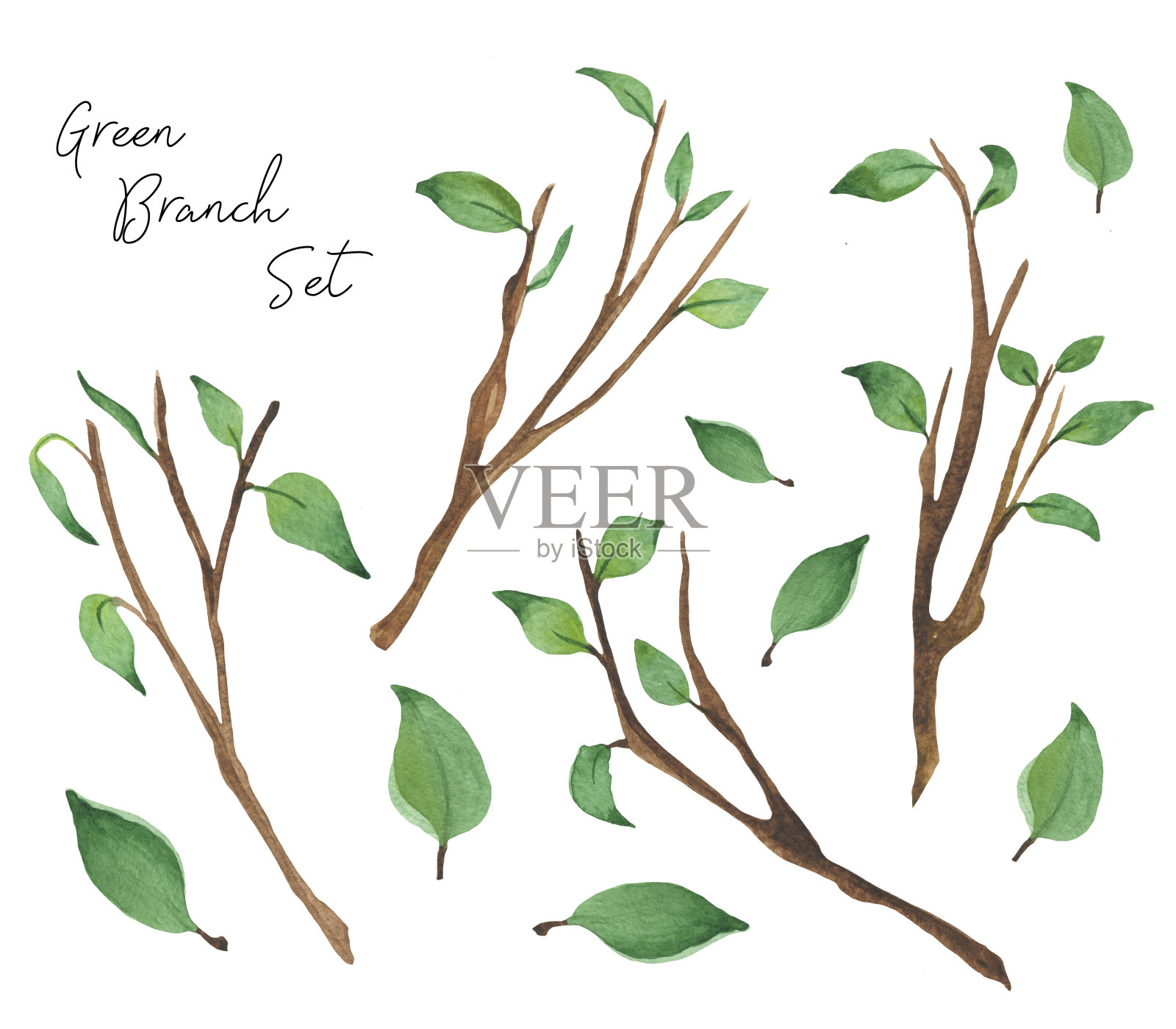 手绘水彩绿叶，树枝和草本孤立在白色的背景设计元素图片