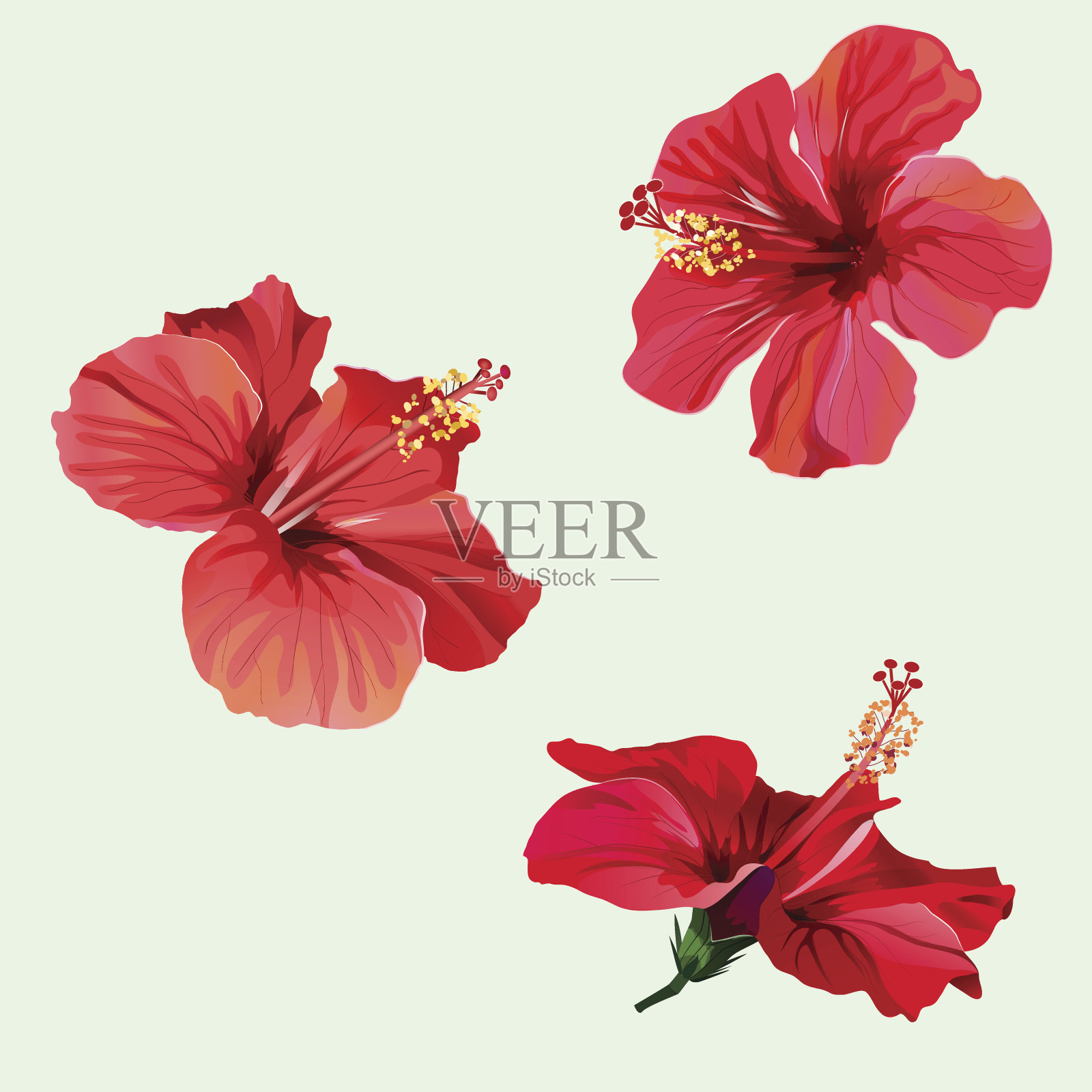 三朵红色的芙蓉花插画图片素材