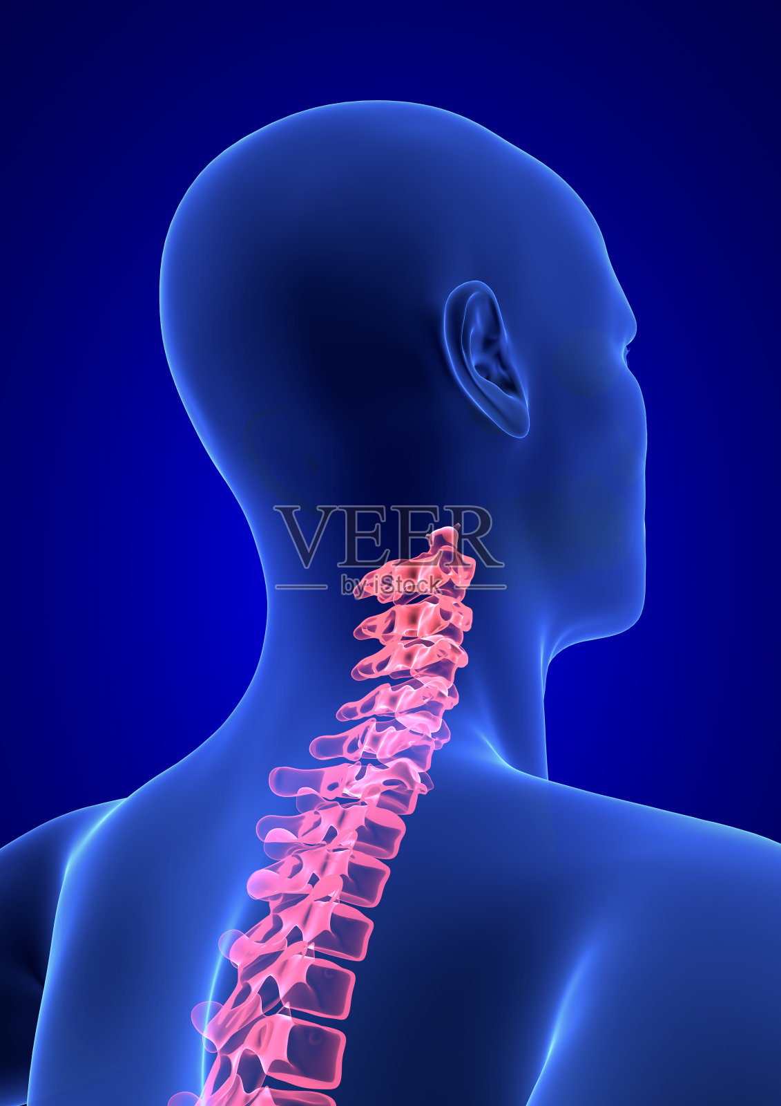 颈椎疼痛。蓝色人体解剖体3D渲染在蓝色背景照片摄影图片