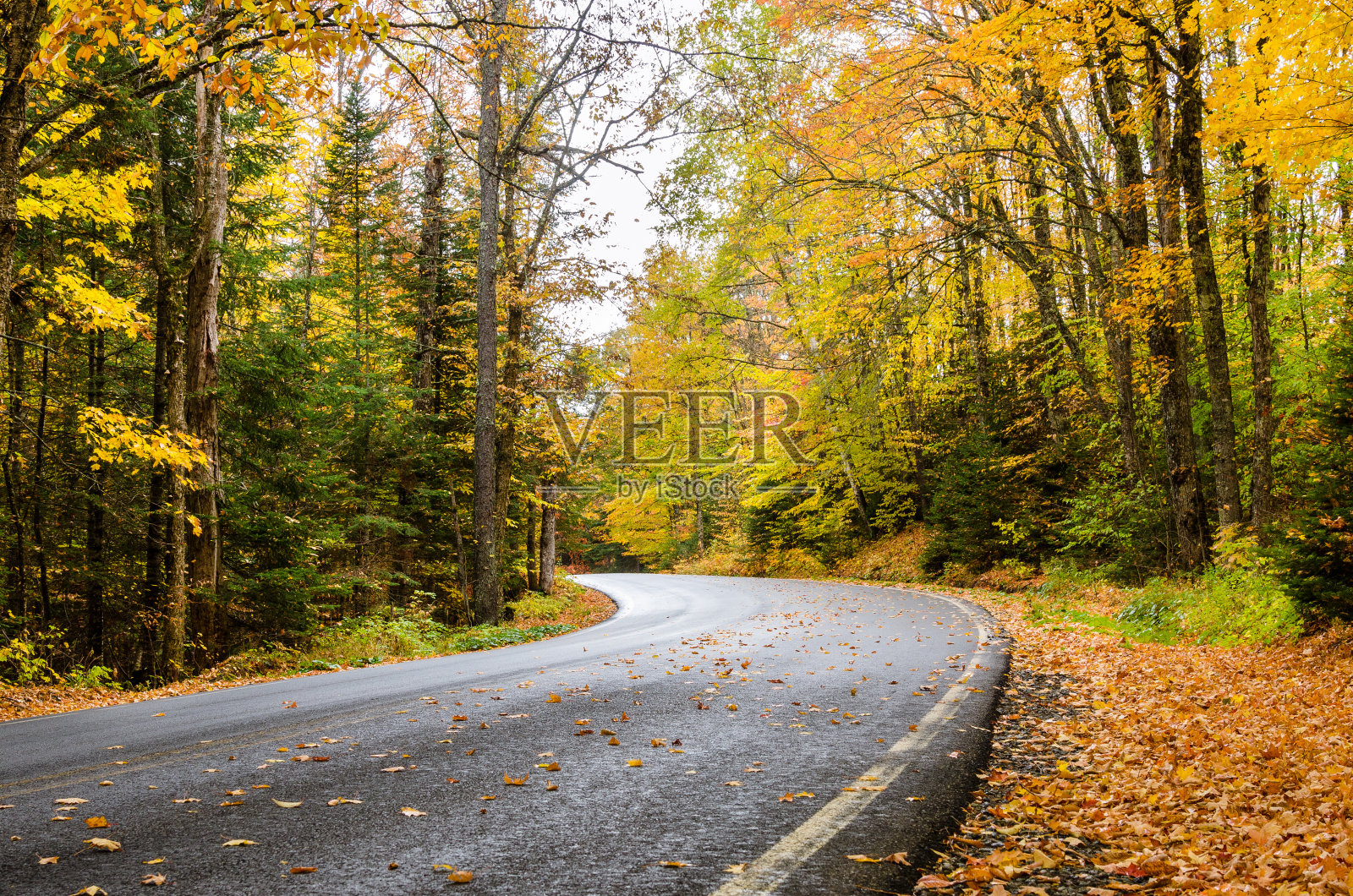 在秋天沿着风景优美的山路穿过一片落叶树林照片摄影图片