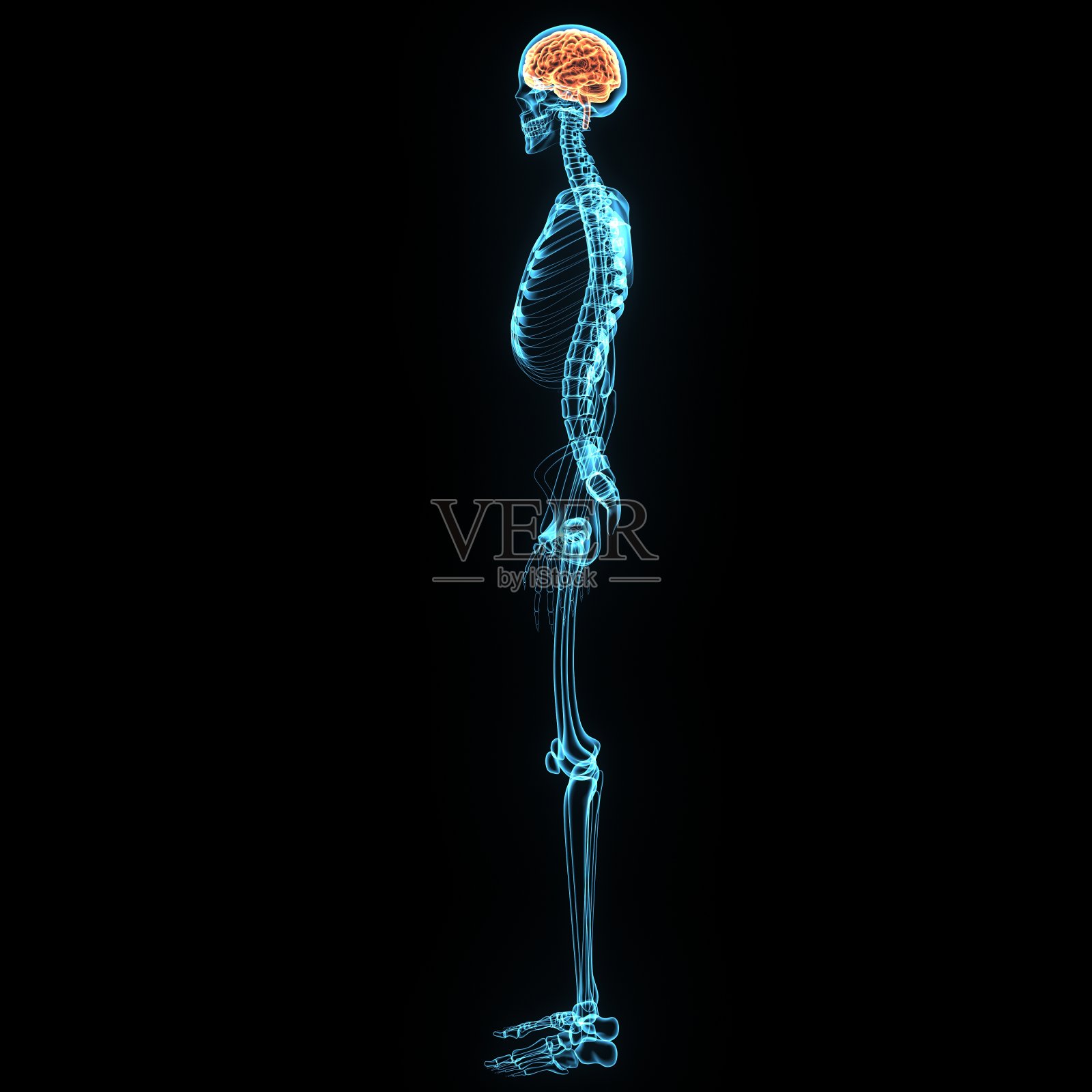 3d插图大脑和骨骼解剖学照片摄影图片