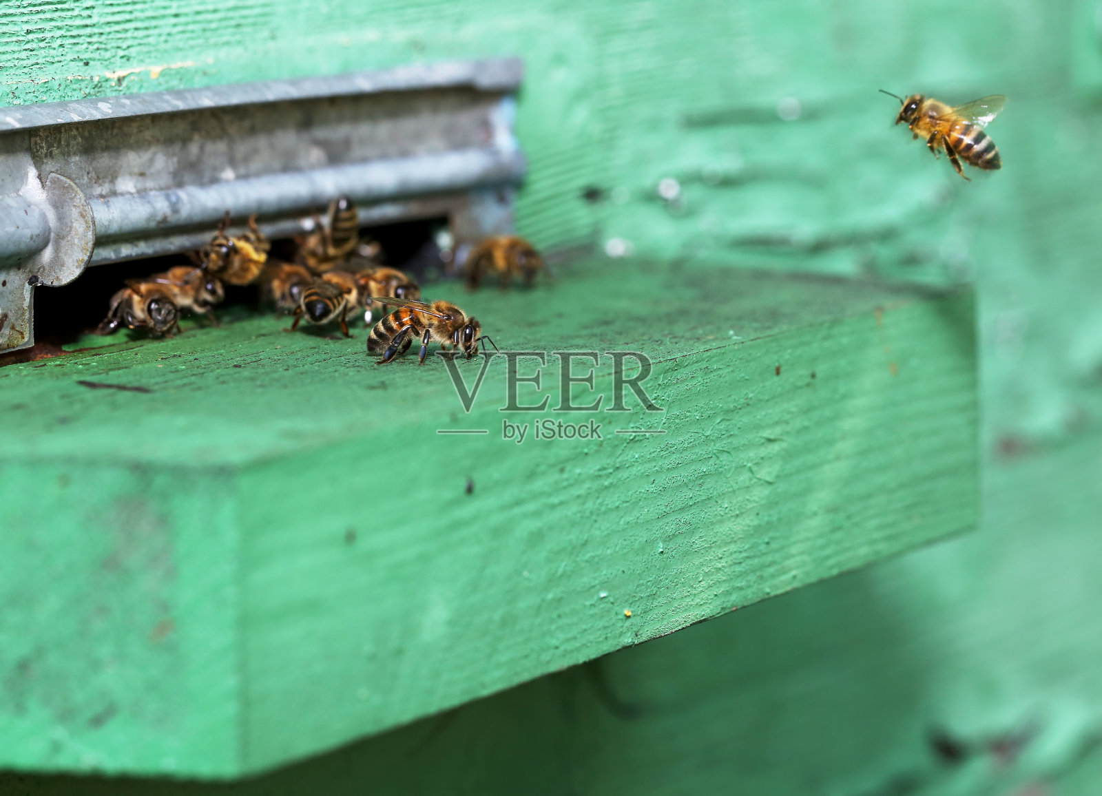 无人机的蜜蜂照片摄影图片