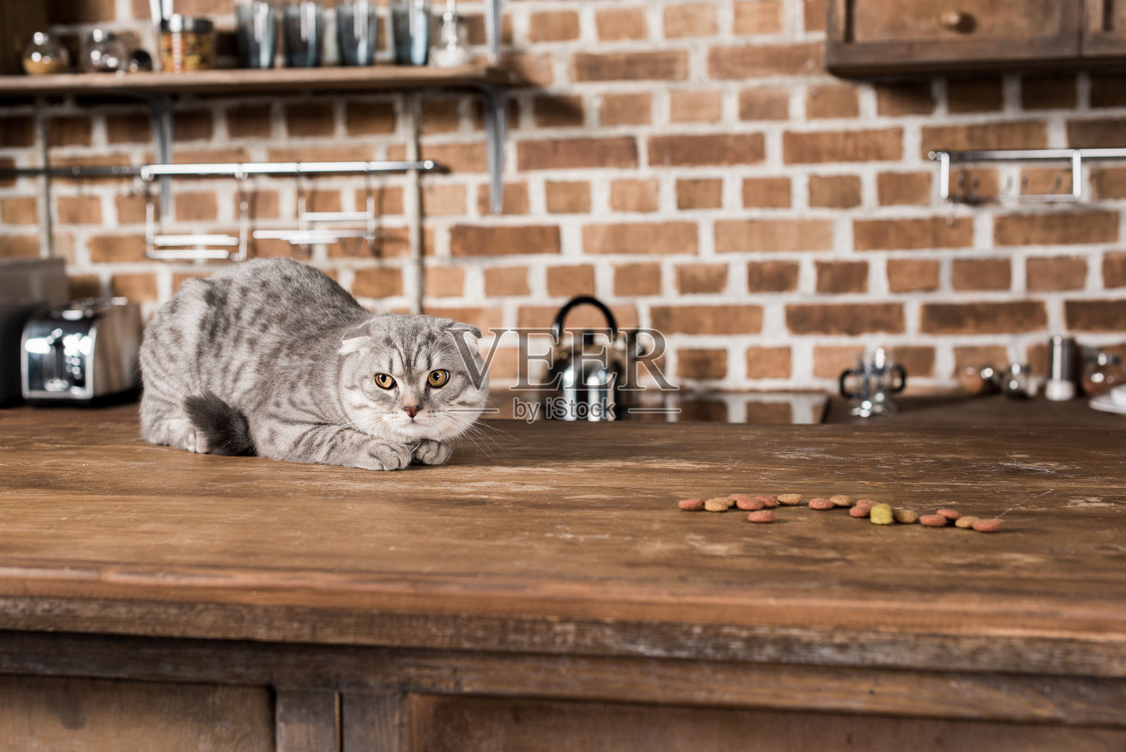 灰色苏格兰折叠猫躺在木制桌面和猫粮照片摄影图片