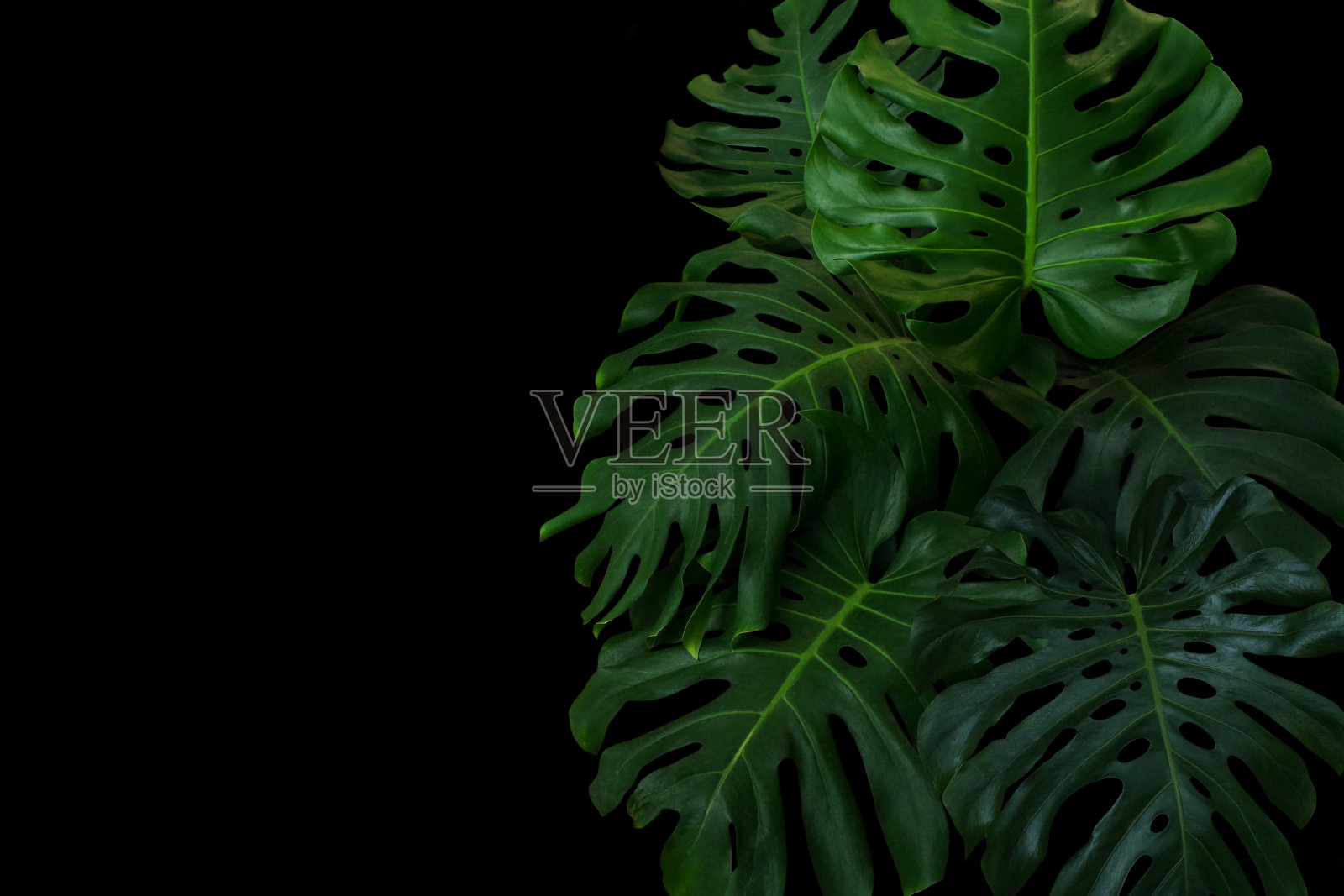 一种生长在野外的热带森林植物，常绿藤本植物，黑色背景。照片摄影图片
