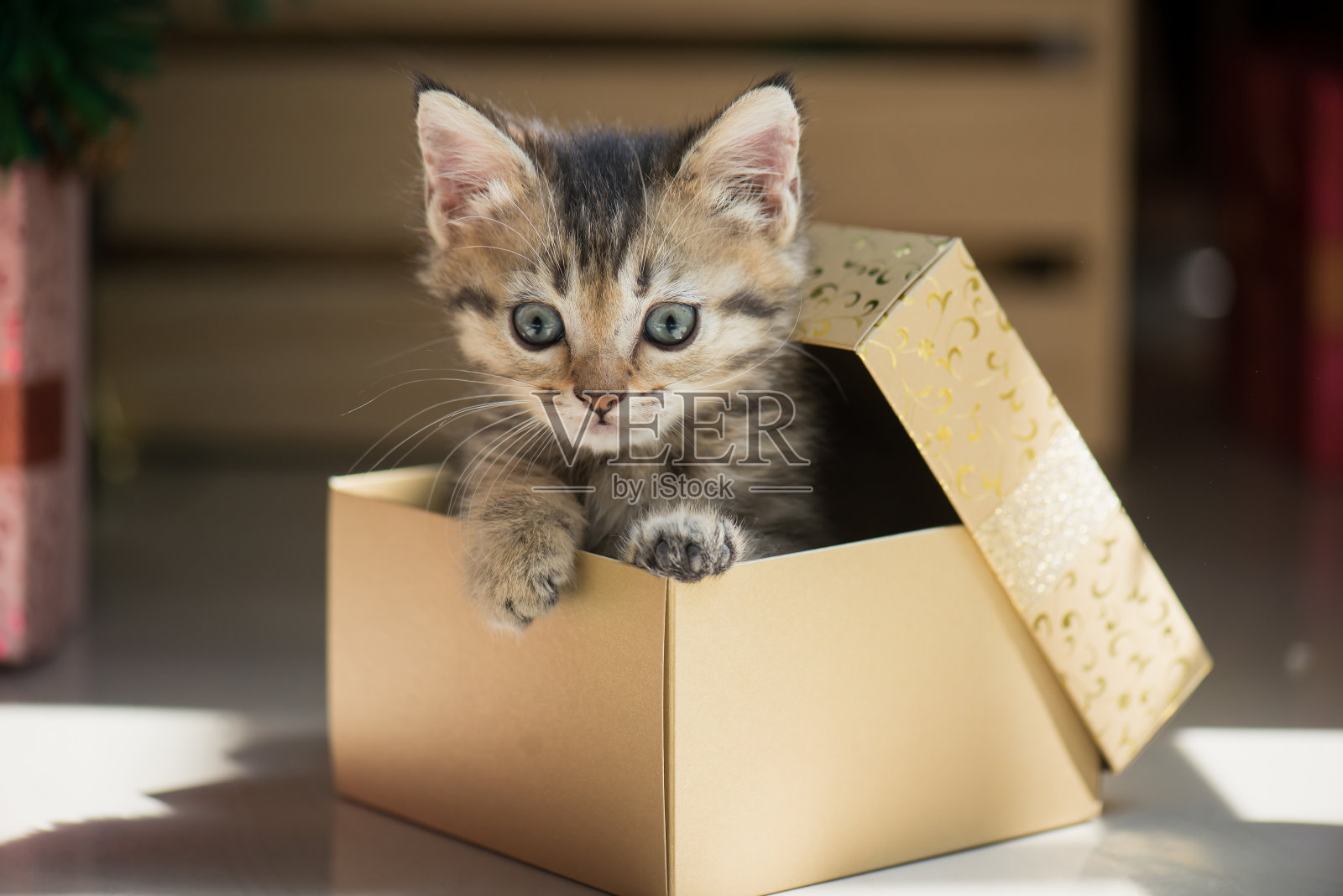 小猫在礼品盒里玩耍照片摄影图片