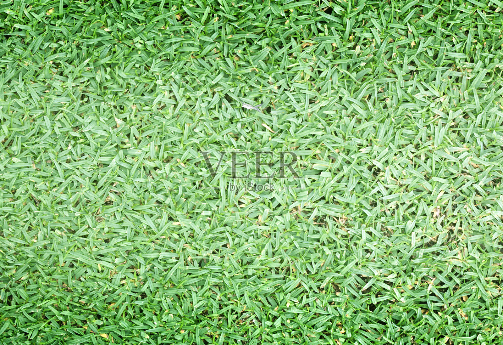 绿草的背景设计元素图片