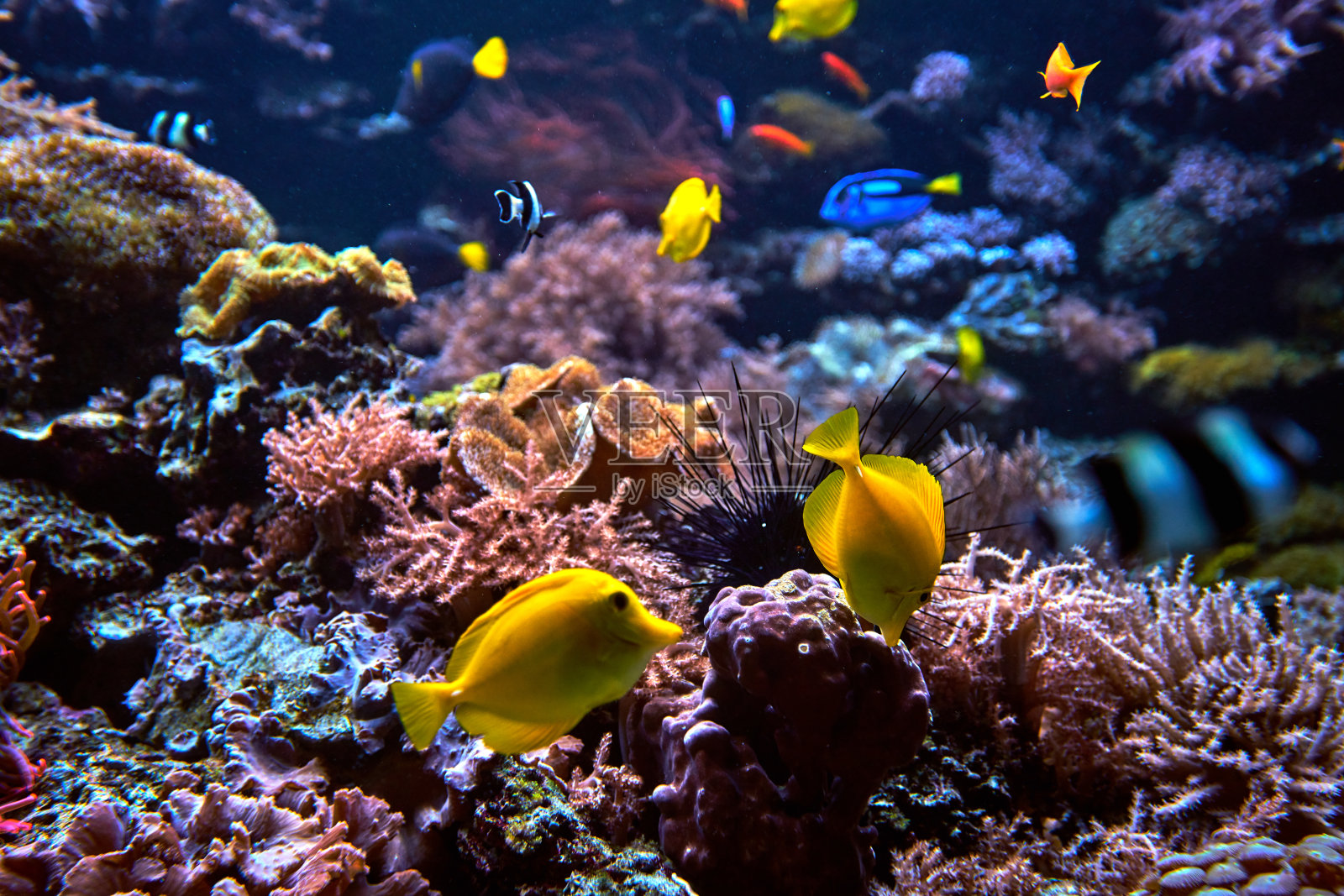珊瑚礁上的热带鱼照片摄影图片