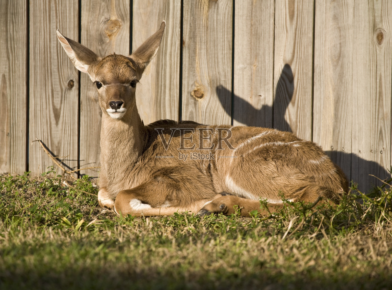 更大的条纹羚小鹿照片摄影图片