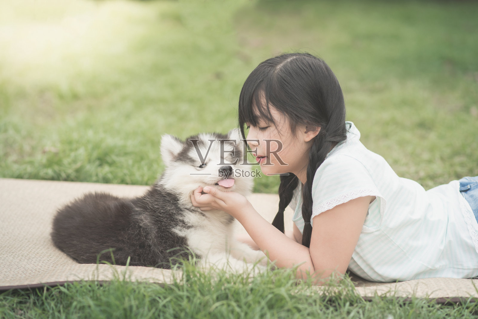 美丽的亚洲女孩与西伯利亚哈士奇小狗玩耍照片摄影图片