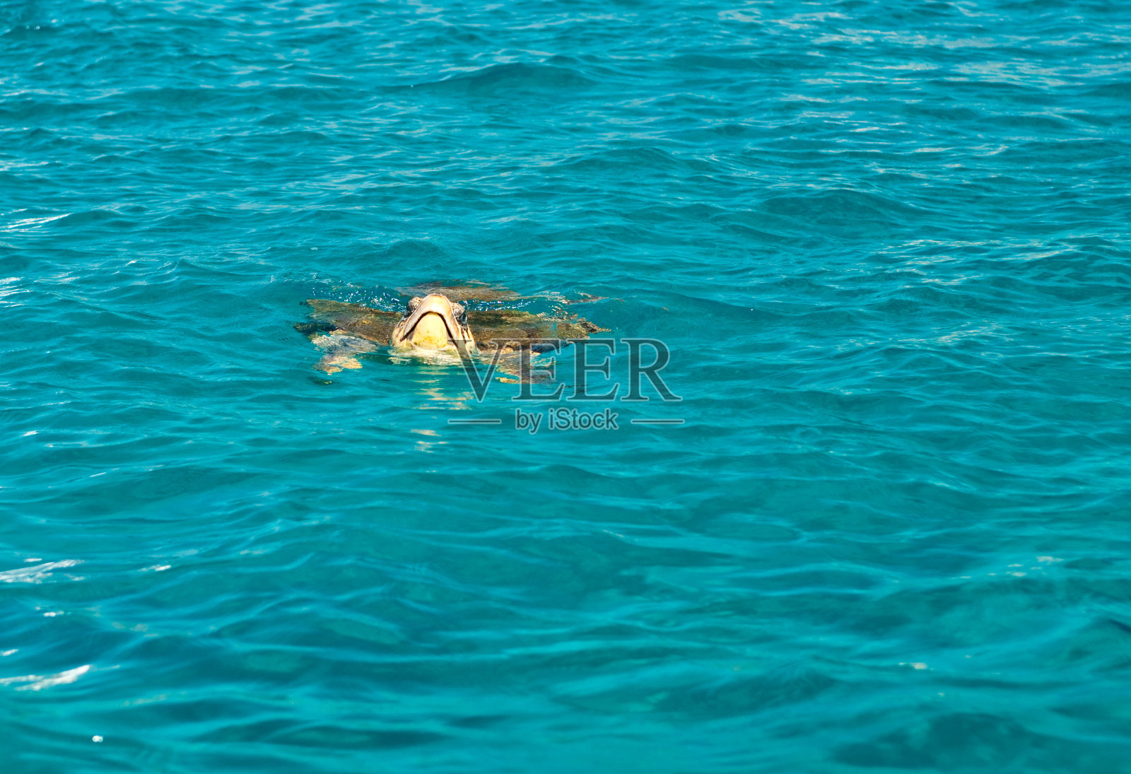 海龟游泳照片摄影图片