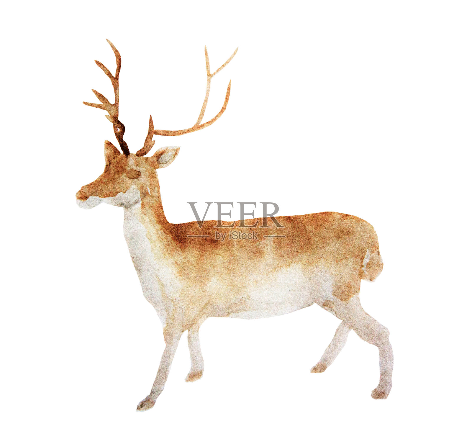 水彩小鹿手画小鹿插图孤立的白色背景设计元素图片