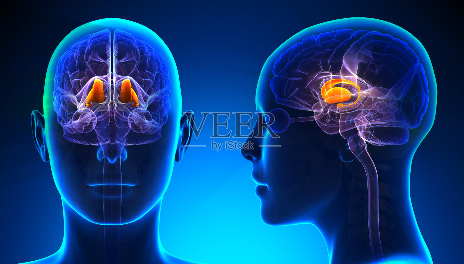 女性丘脑脑解剖-蓝色概念照片摄影图片