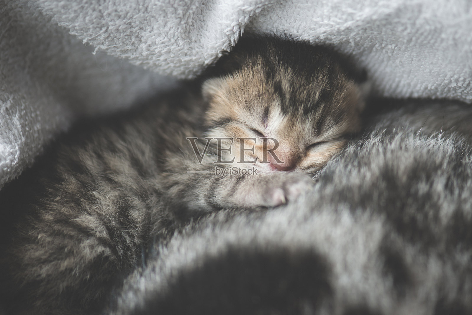 可爱的新生虎斑猫和妈妈睡觉照片摄影图片