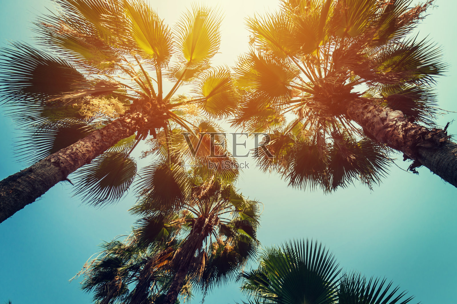 热带海岸的椰子树与复古色调和电影风格。照片摄影图片