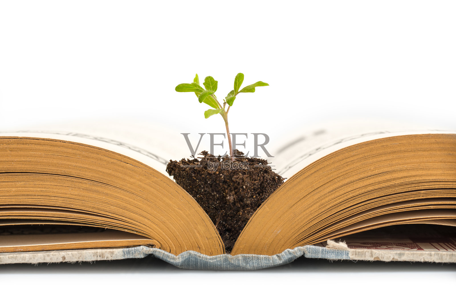 植物从一本翻开的旧书中生长，孤立在白色的背景下，教育或回收的概念照片摄影图片