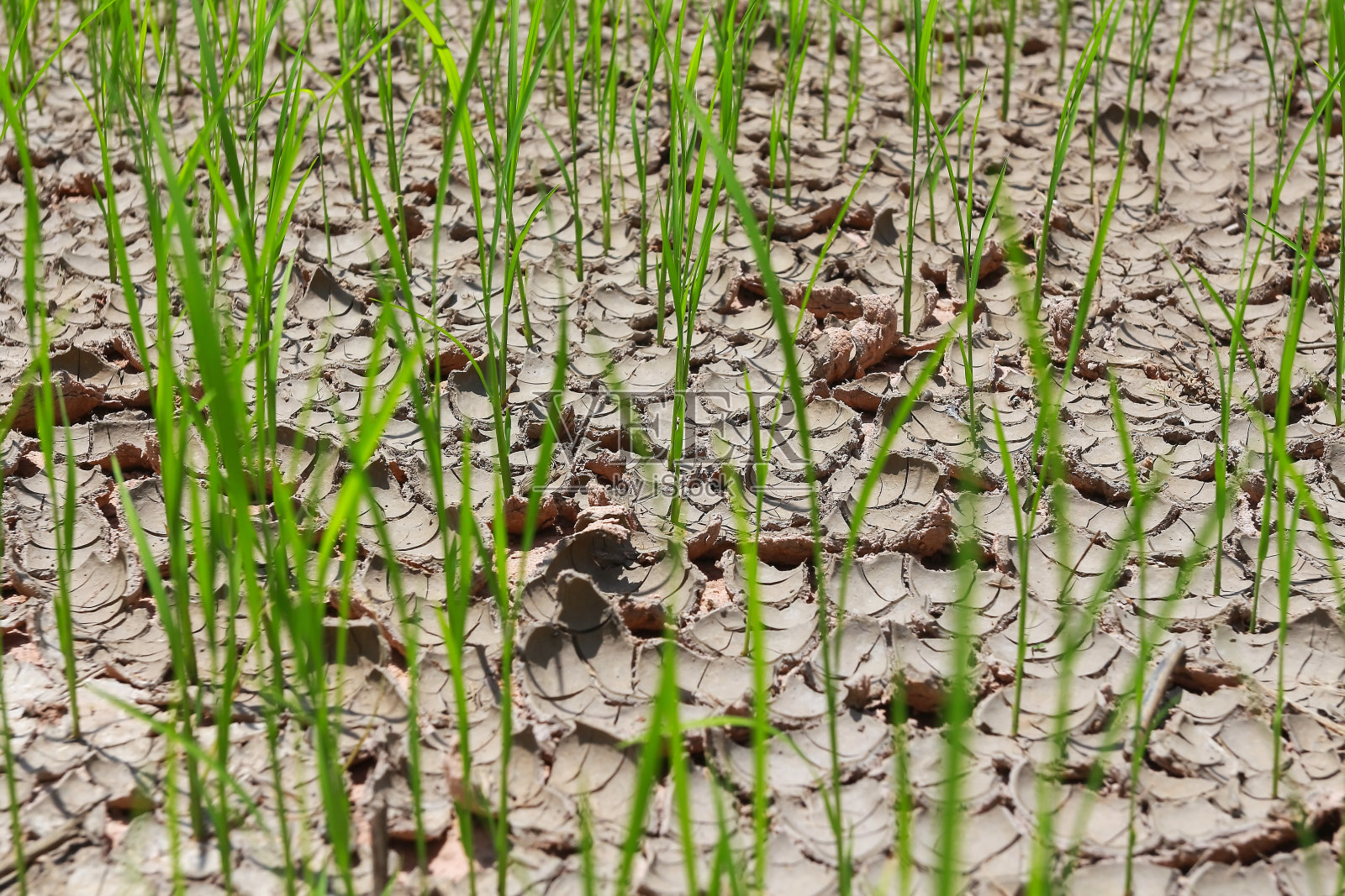 干旱的稻田。照片摄影图片