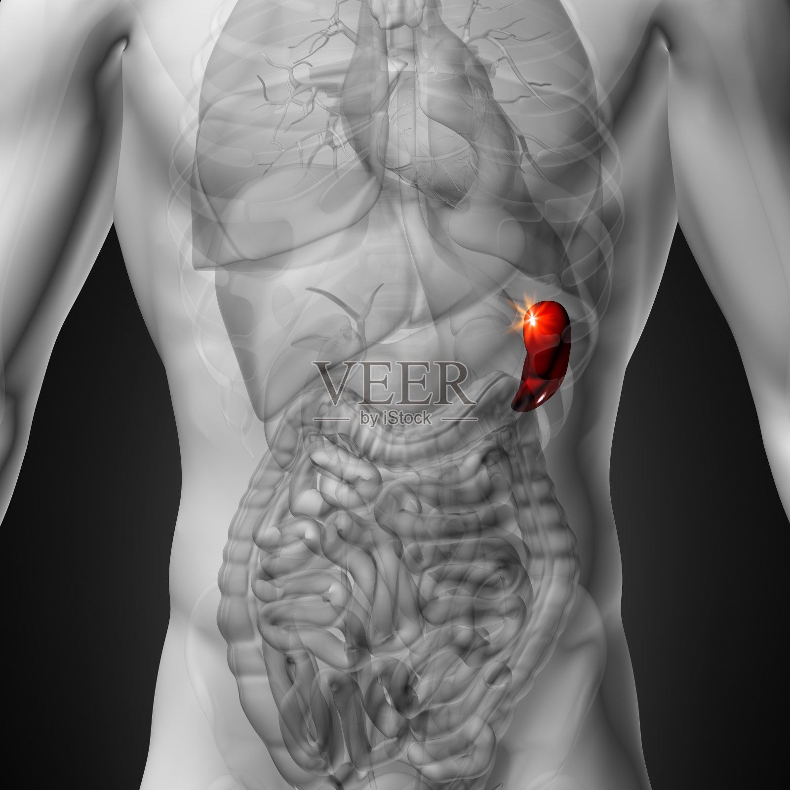 脾脏-男性人体器官解剖- x线视图照片摄影图片