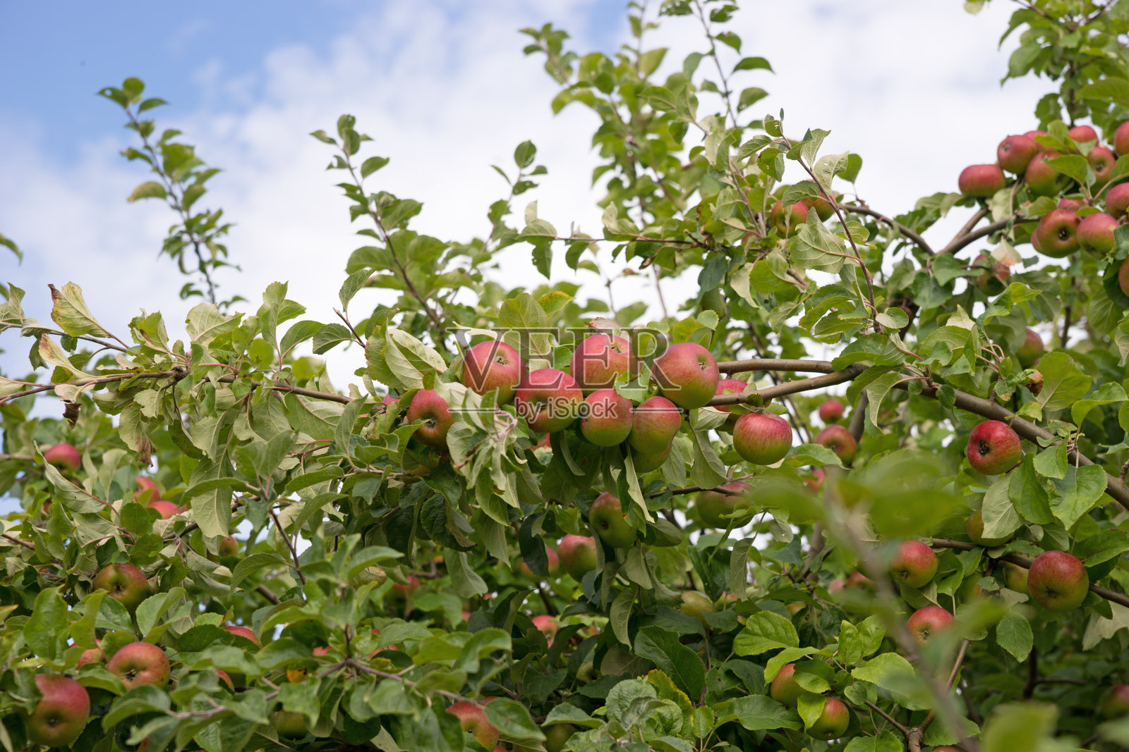 花园里一棵苹果树上的苹果照片摄影图片