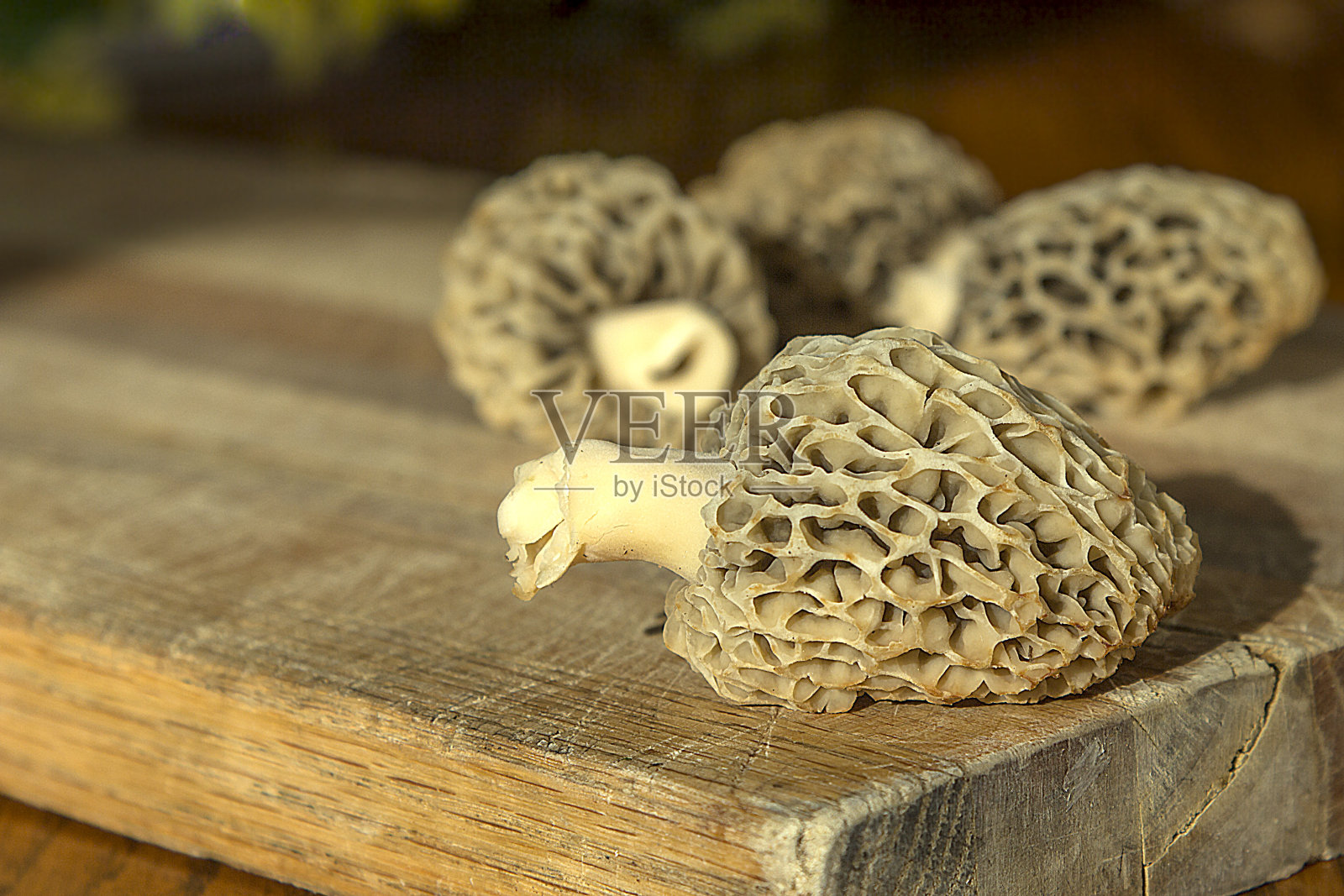 切菜板上的羊肚菌，都是天然的，从树林里捡来的，可以新鲜食用和油炸。照片摄影图片