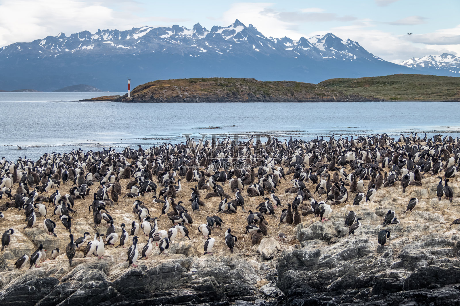 鸬鹚(海鸟)岛-阿根廷乌斯怀亚比格尔海峡照片摄影图片