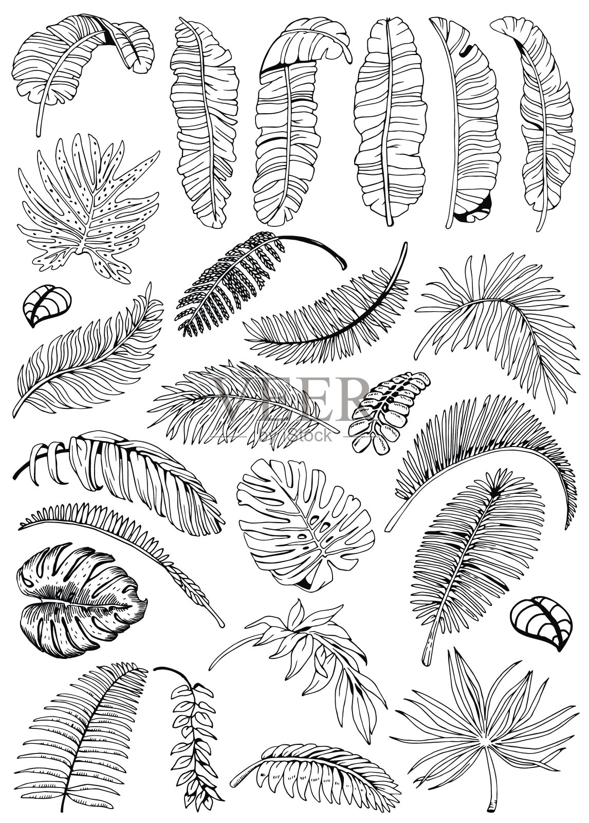 异域棕榈叶背景。热带树叶大集合。手绘黑白插图。插画图片素材