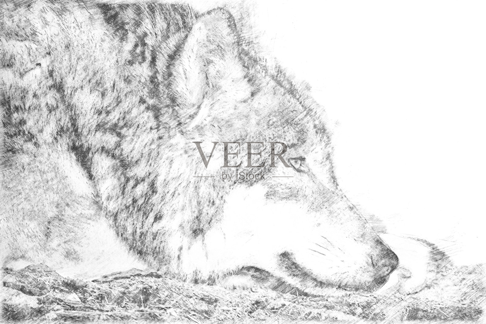 素描-一只躺在地上休息的狼照片摄影图片