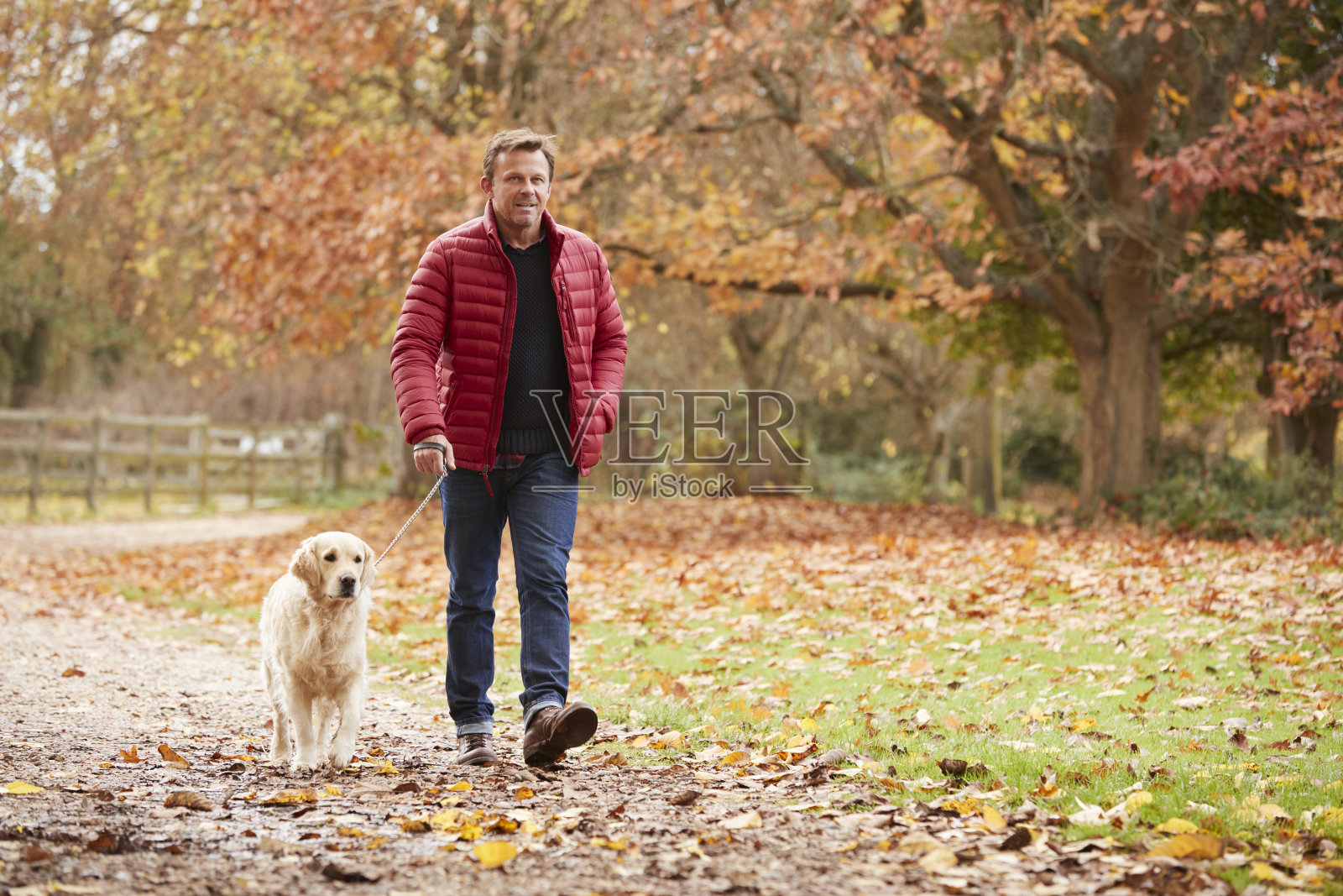 秋天的成熟男人和拉布拉多犬一起散步照片摄影图片