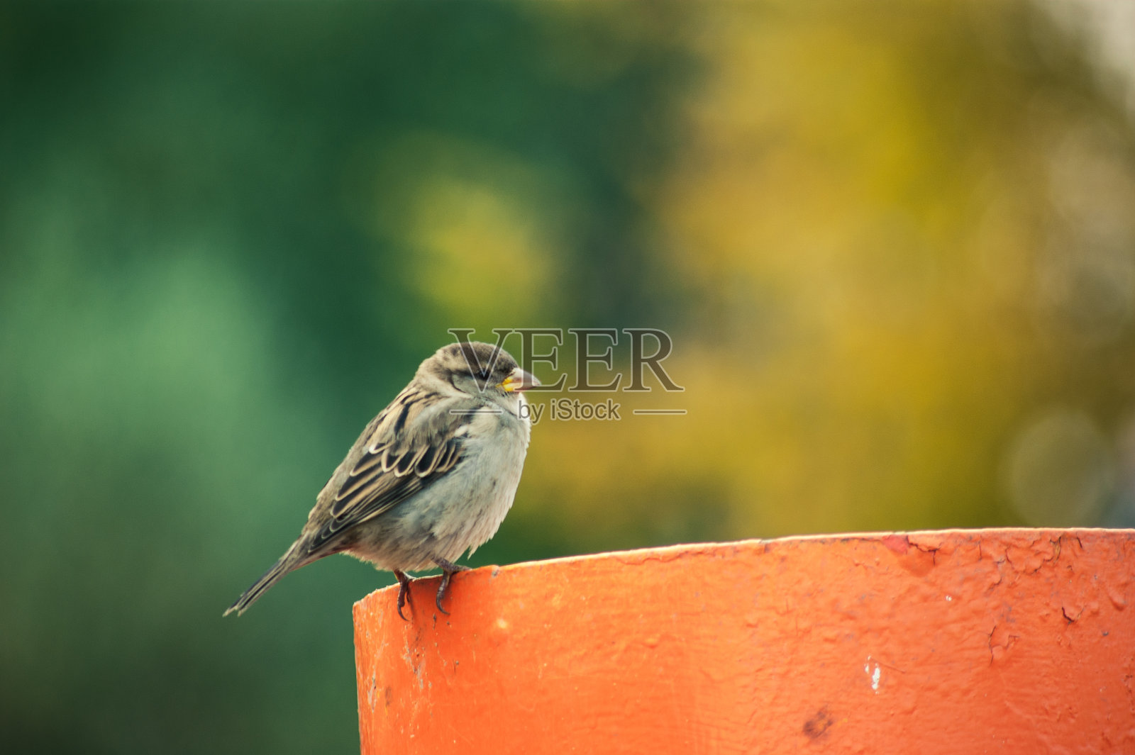 A sparrow照片摄影图片