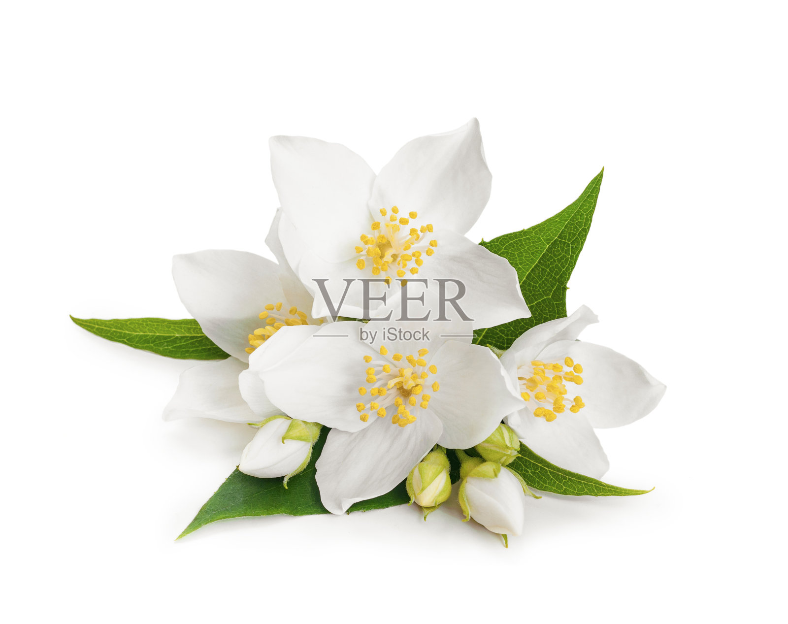 白色的花茉莉在白色孤立的背景照片摄影图片