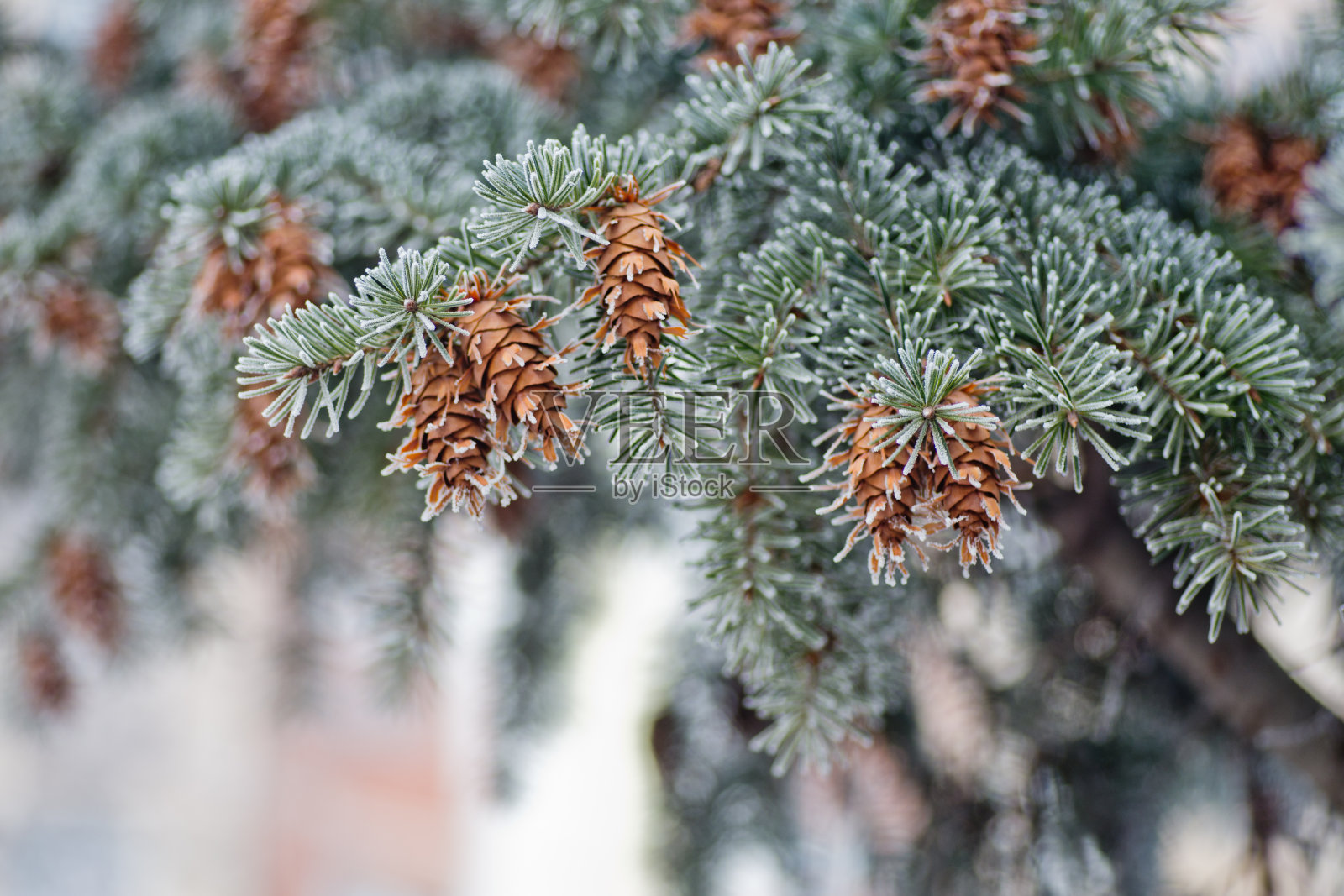 成熟的球果在蓝色的冷杉树上的蓝色，绿色，白色，科罗拉多蓝色云杉，云杉覆盖着白霜。新年Bekraund。复制粘贴的地方照片摄影图片