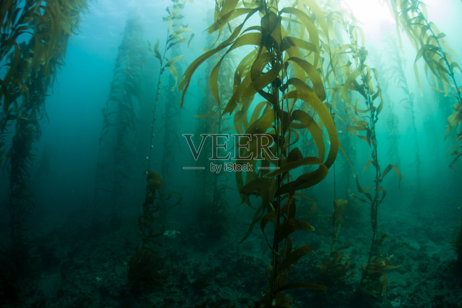 加利福尼亚的海藻森林照片摄影图片