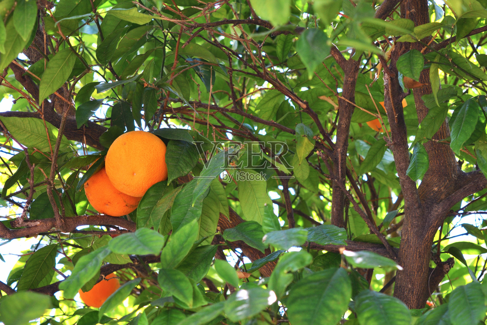 成熟的橙子挂在橙树上的叶子上照片摄影图片