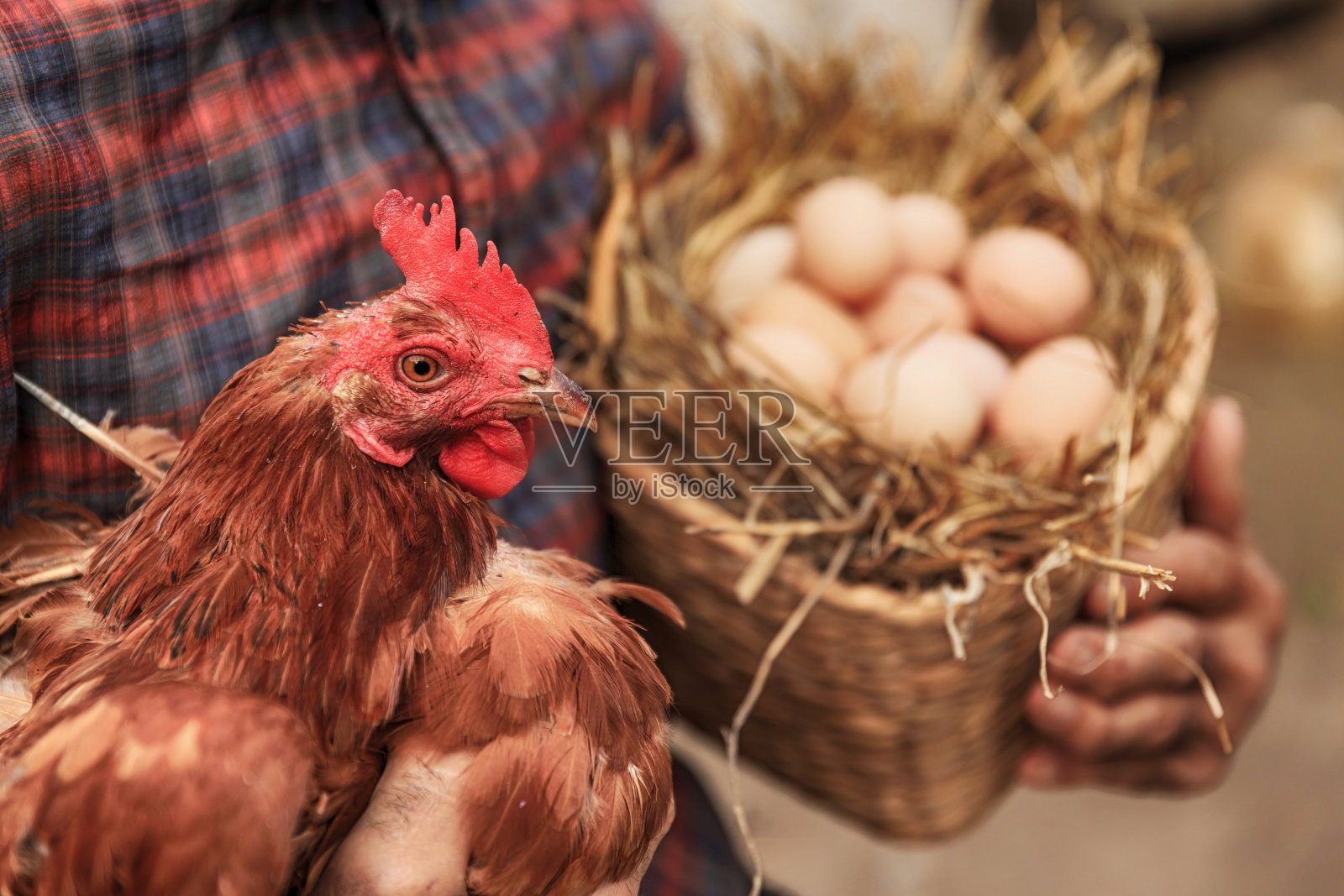 农民拿着鸡和篮子里的鸡蛋照片摄影图片