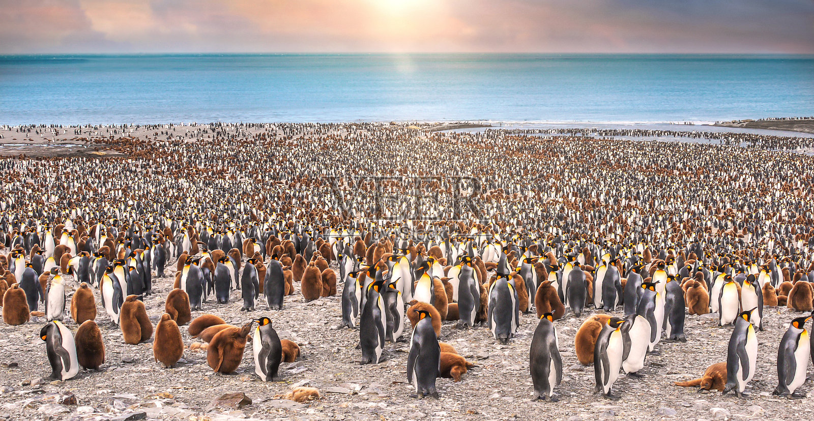 在圣安德鲁湾海滩上的大国王企鹅群的广阔视野，阳光和散焦给场景金色的光芒。照片摄影图片
