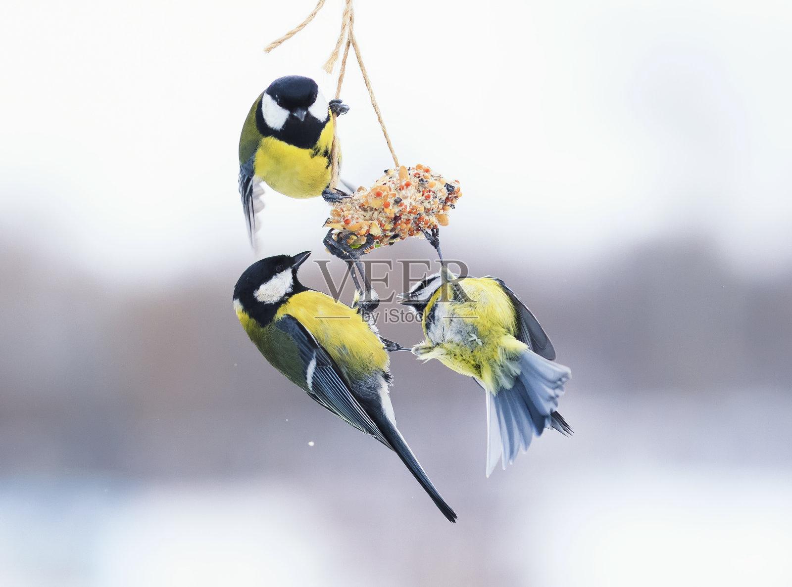 可爱饥饿的小鸟山雀飞着，在喂食器前打斗，在飞行中吃着种子照片摄影图片