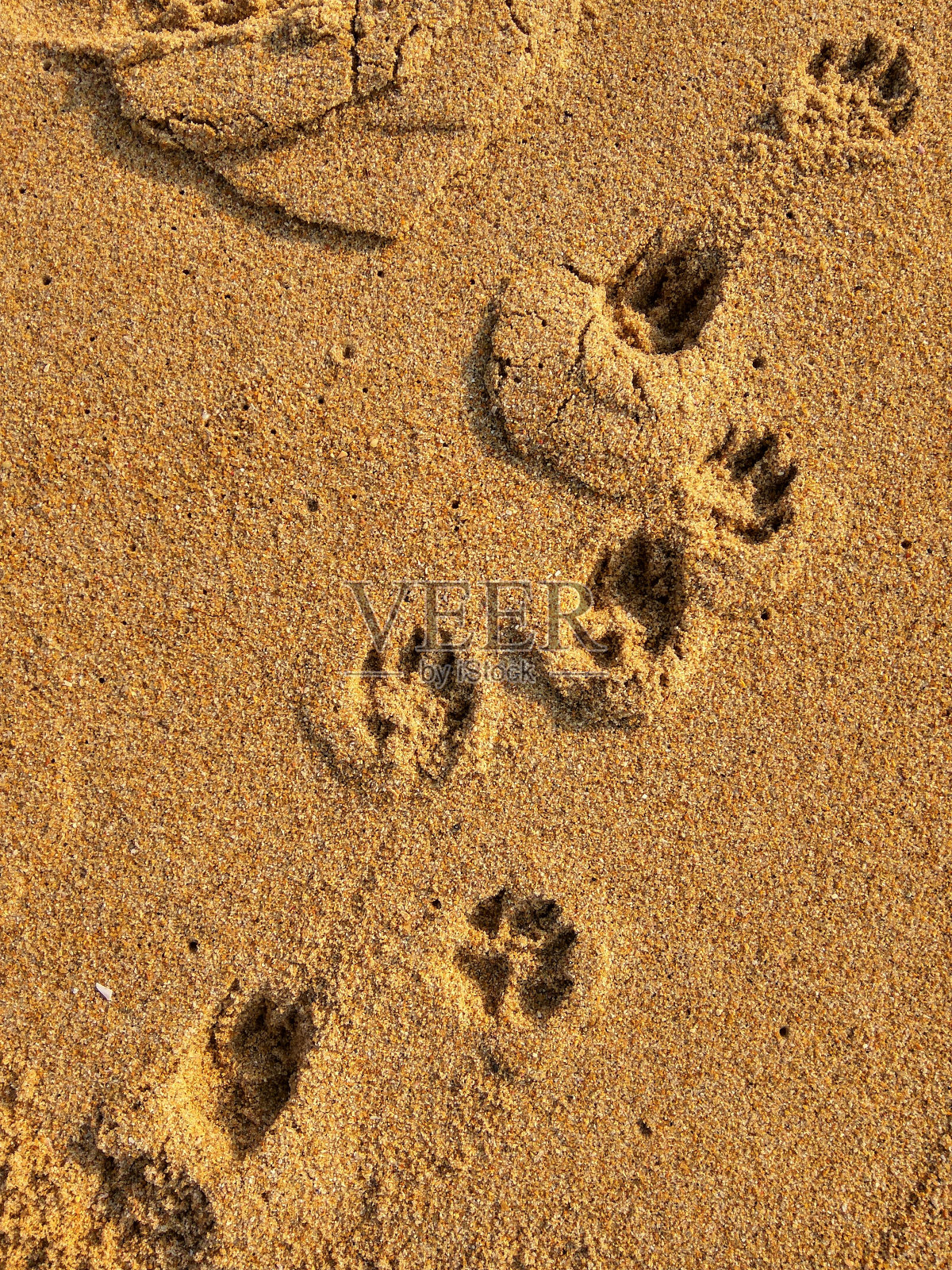沙滩上的狗爪印照片摄影图片