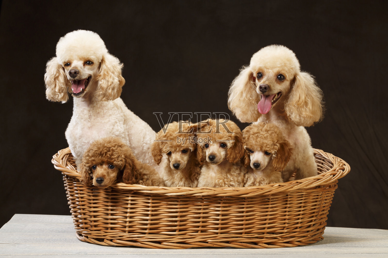 Dog The family of puddles Cute miniature poodle puppy    Six dogs照片摄影图片