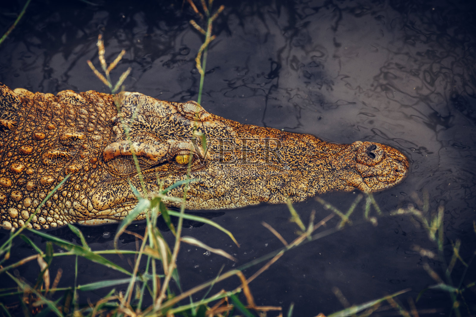 野生动物鳄鱼藏在水中水中，戏剧性的摄影和低调的摄影。照片摄影图片