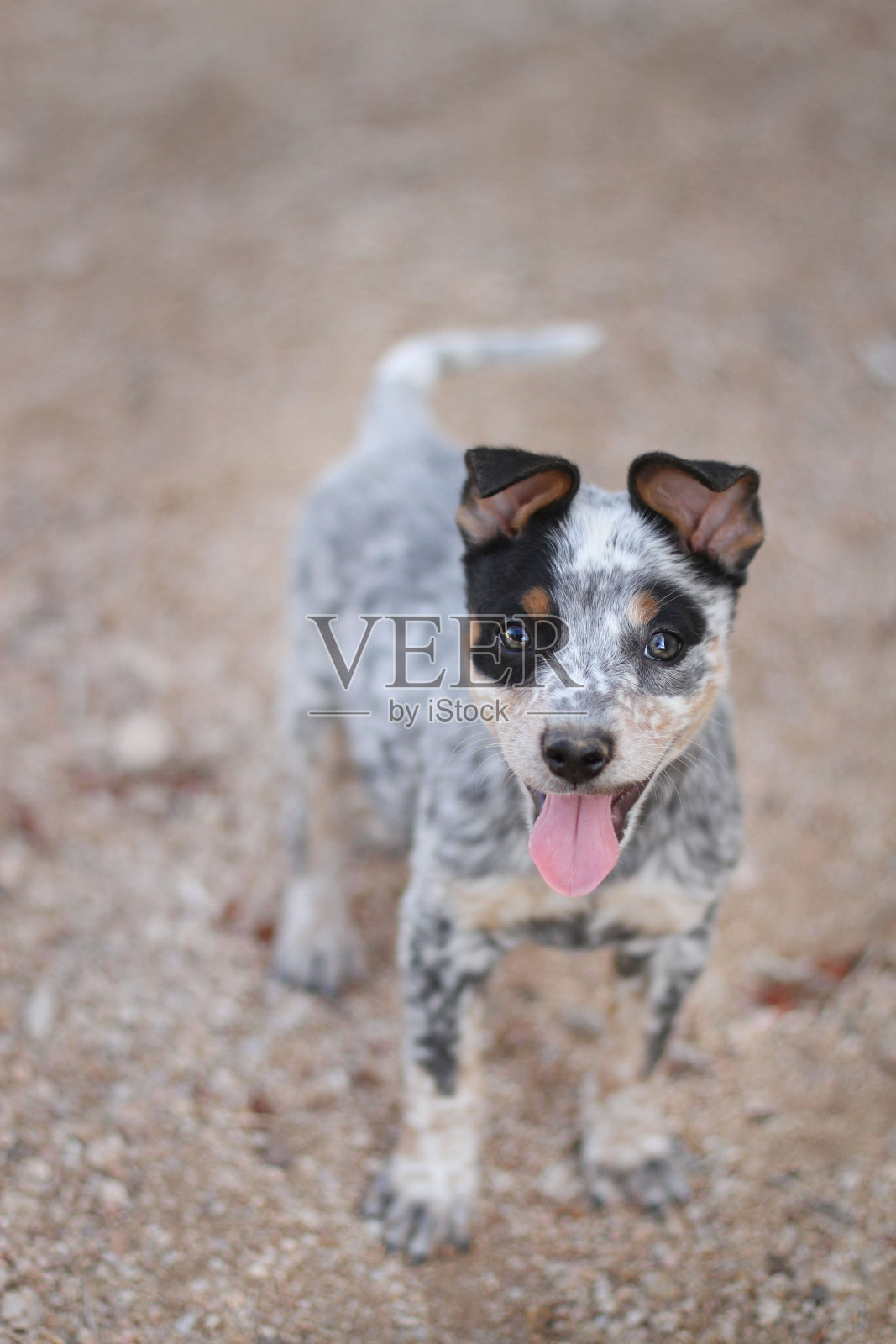 蓝色Heeler混合品种小狗照片摄影图片