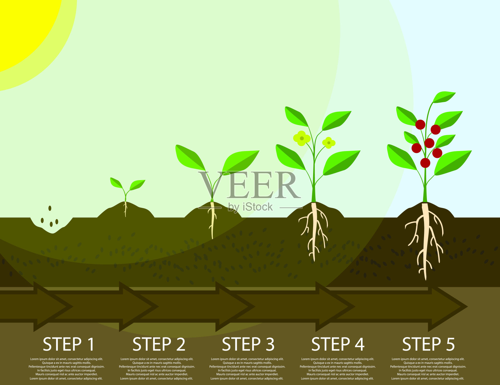 种植植物的不同步骤。植树过程信息图。平的插图插画图片素材
