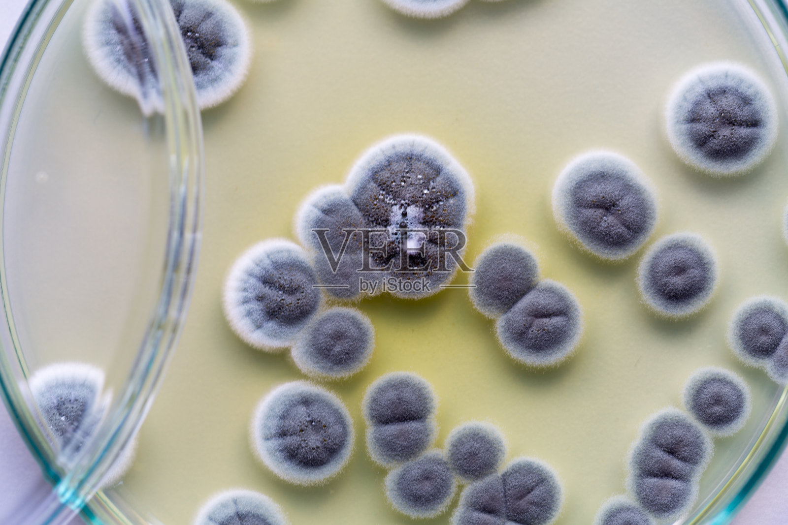 青霉菌，子囊真菌是重要的自然环境以及食品和药物生产。照片摄影图片