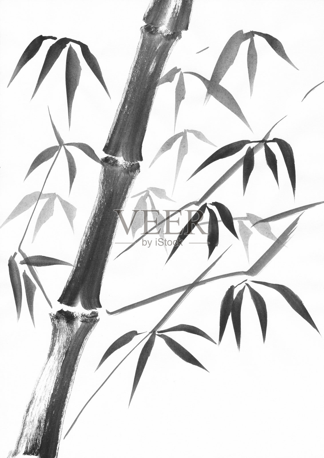 竹秆水彩画研究插画图片素材
