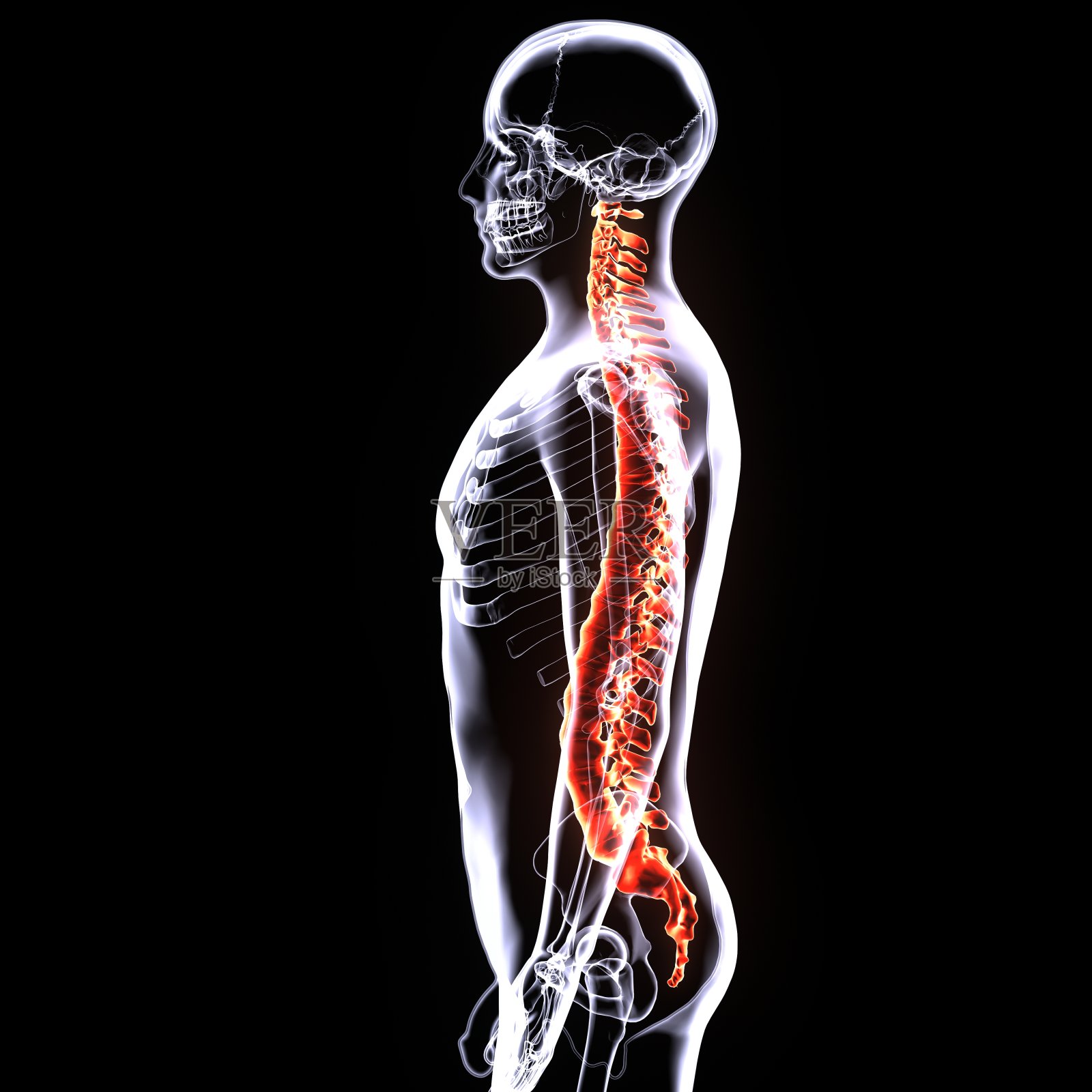 3d插图人体脊柱卡的骨骼身体部分照片摄影图片