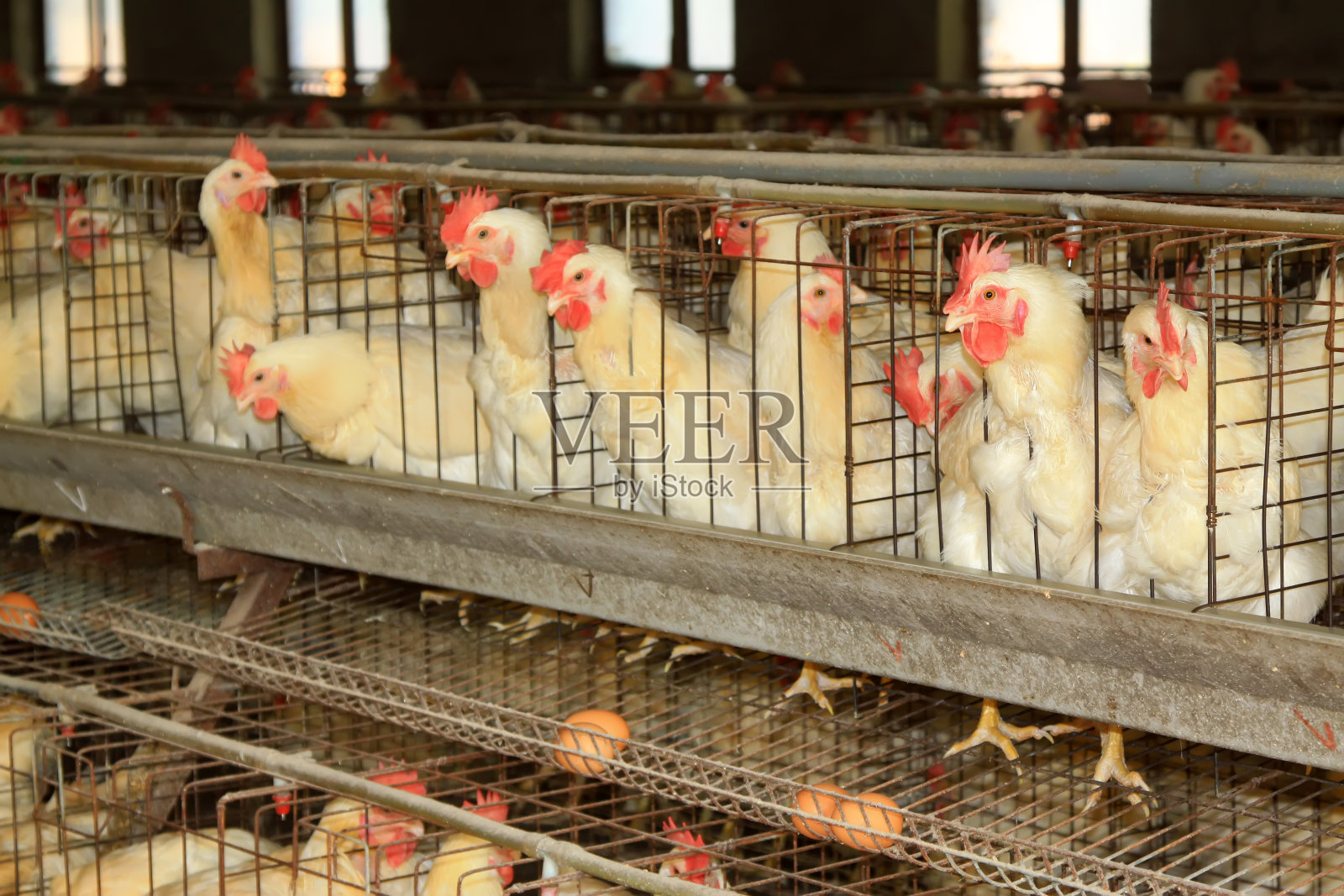 中国农村地区的养鸡场照片摄影图片