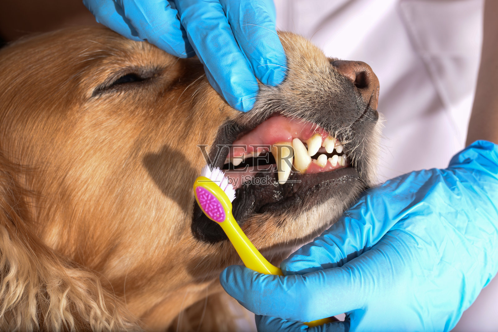 狗的牙科治疗照片摄影图片