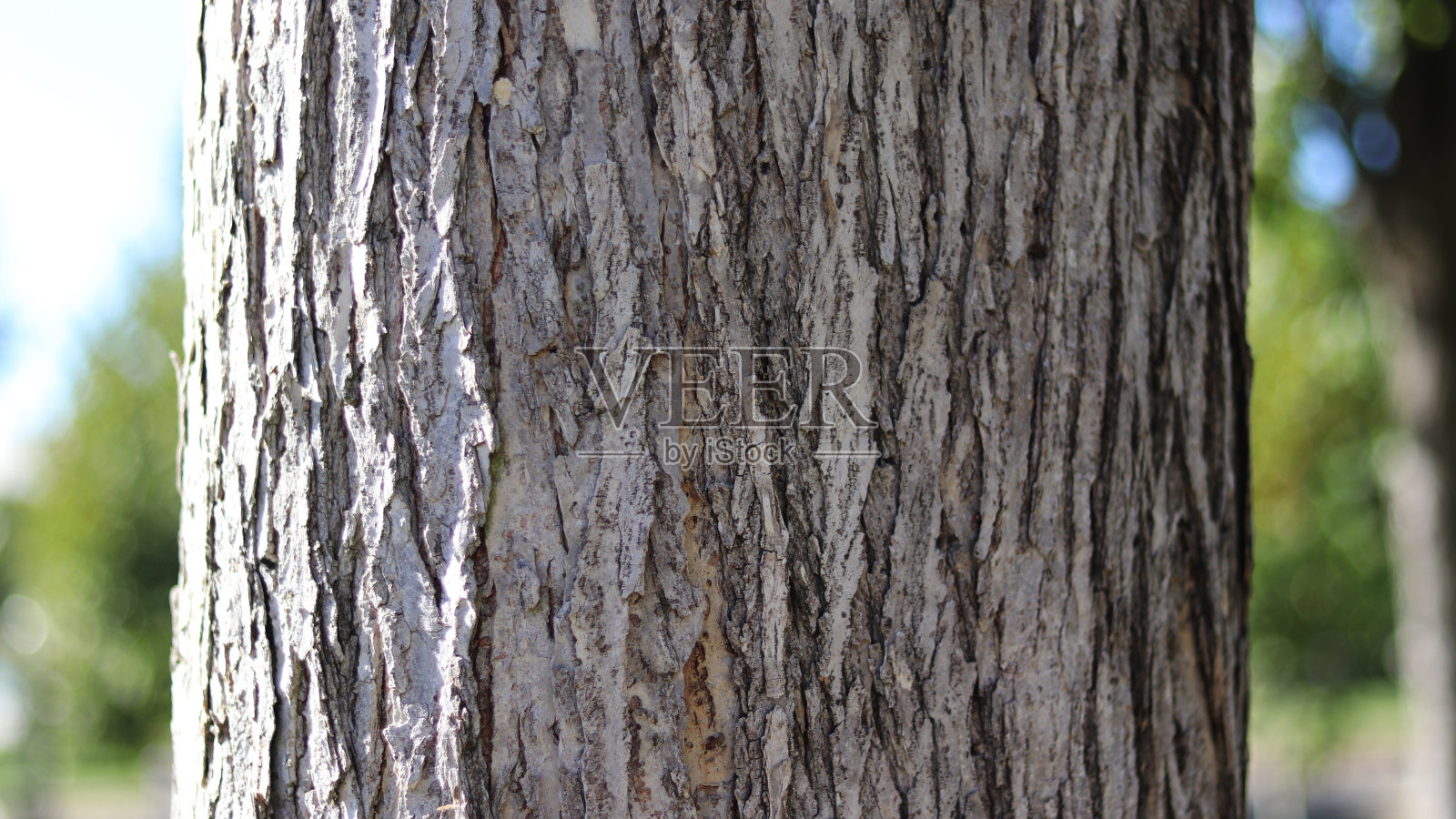 树干树的树干照片摄影图片